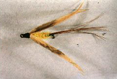 K19 - Ken's LongWinged Gold Fly - $5